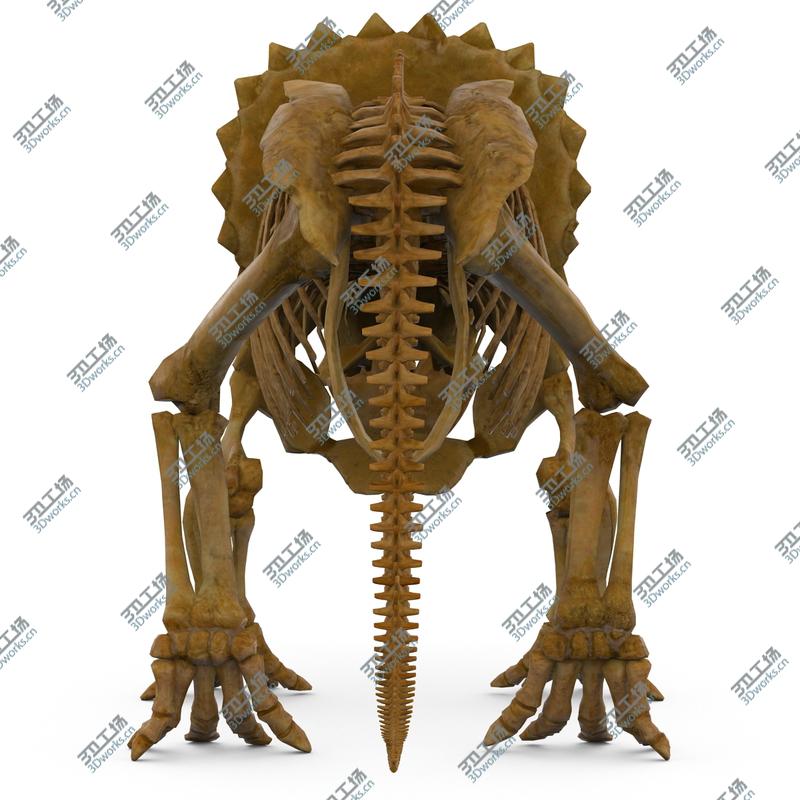 images/goods_img/20210319/Triceratops Skeleton/5.jpg